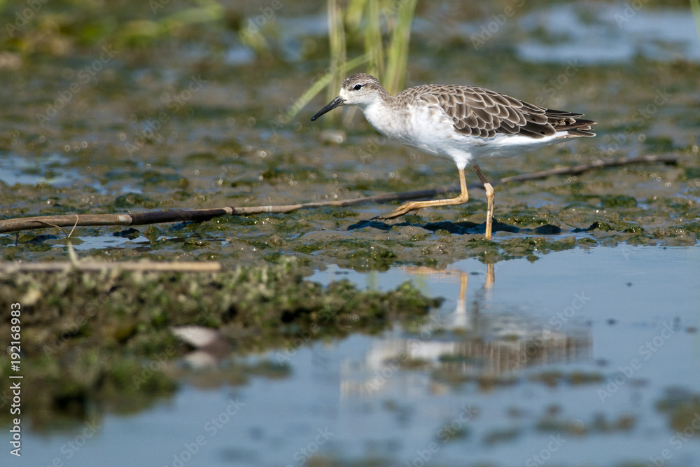 Ruff (Philomachus pugnax) feeding Ruff (Philomachus pugnax) feeding