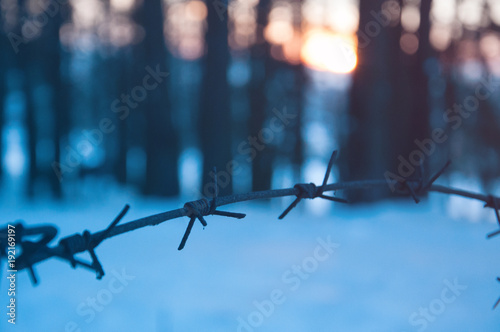 Barbed wire in the forest at sunset. The concept of restriction of human rights and freedoms