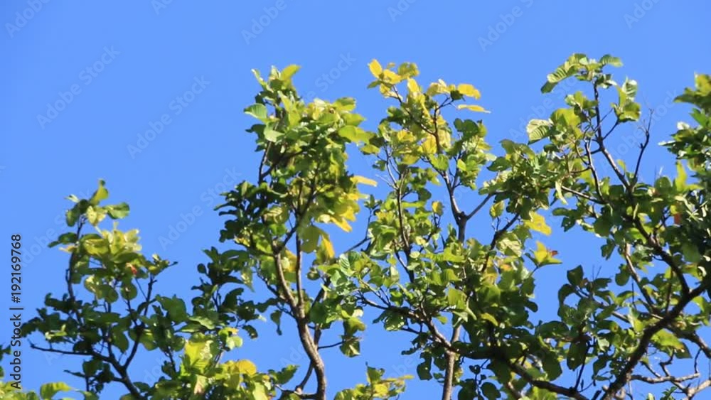Green leaves move slowly. The wind blows. In the afternoon Green leaves move slowly. The wind blows. In the afternoon