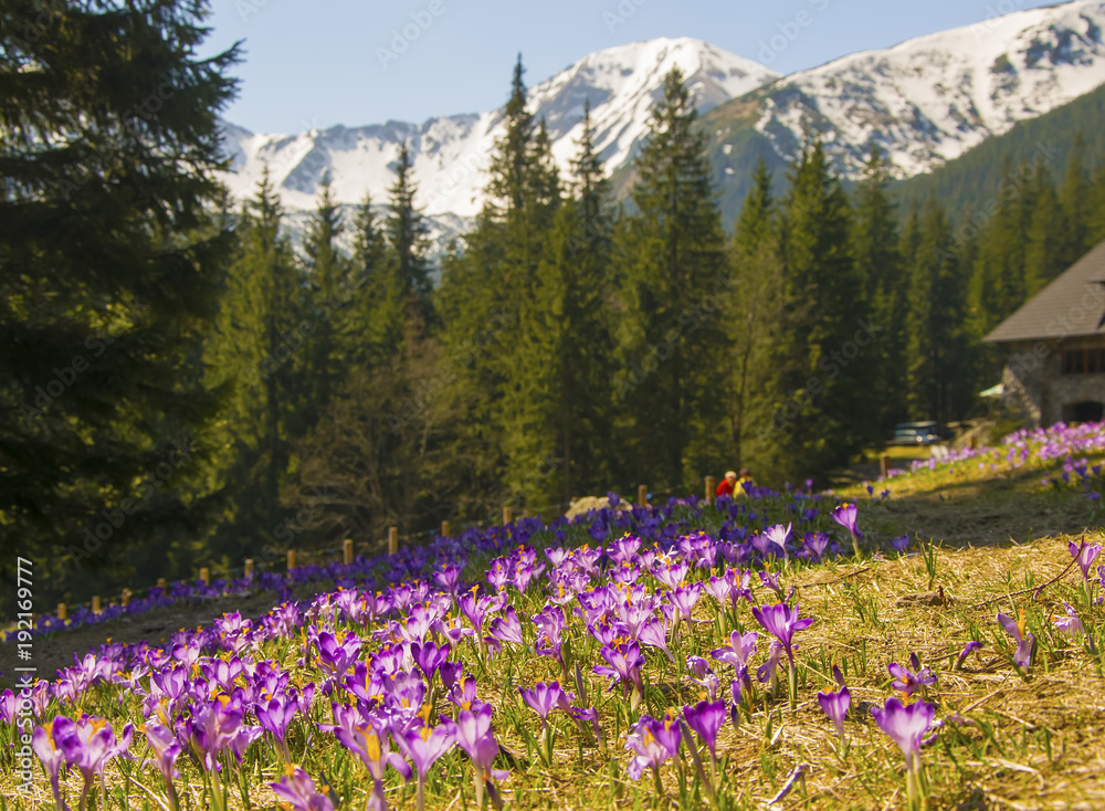 Beautiful meadow with blooming purple crocuses on snowcaped mountains background