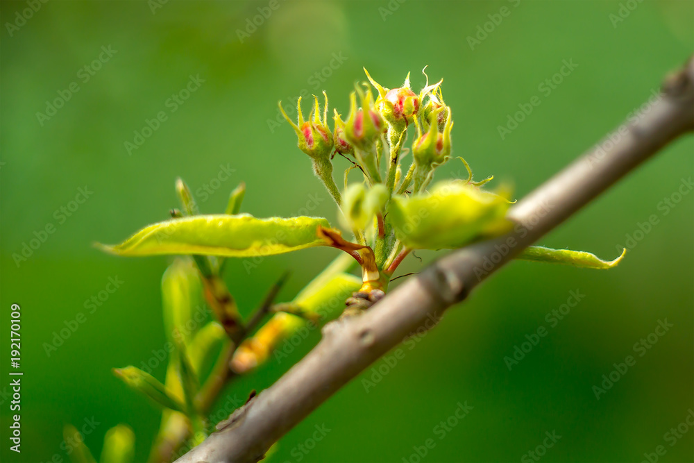 Frueh Jahr Bluete einer Birne im Garten Lenz Frueh Jahr Bluete einer Birne im Garten Lenz