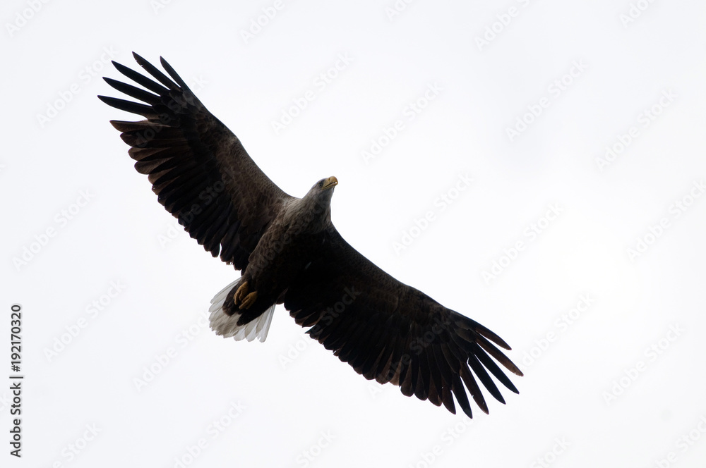 Obraz premium White Tailed Eagle (Haliaeetus albicilla)