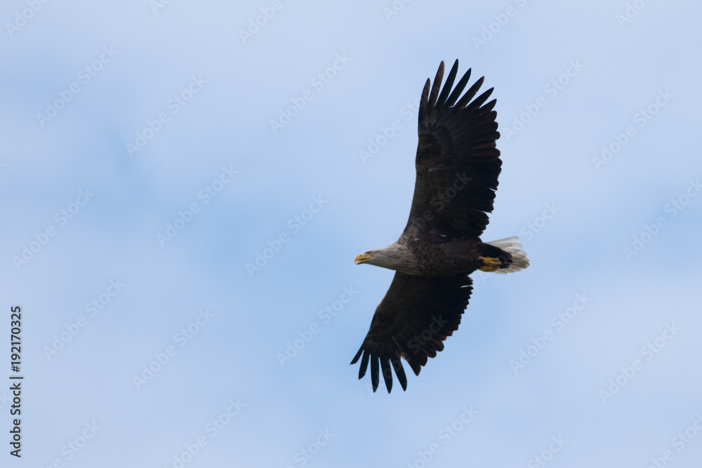 Obraz premium White Tailed Eagle