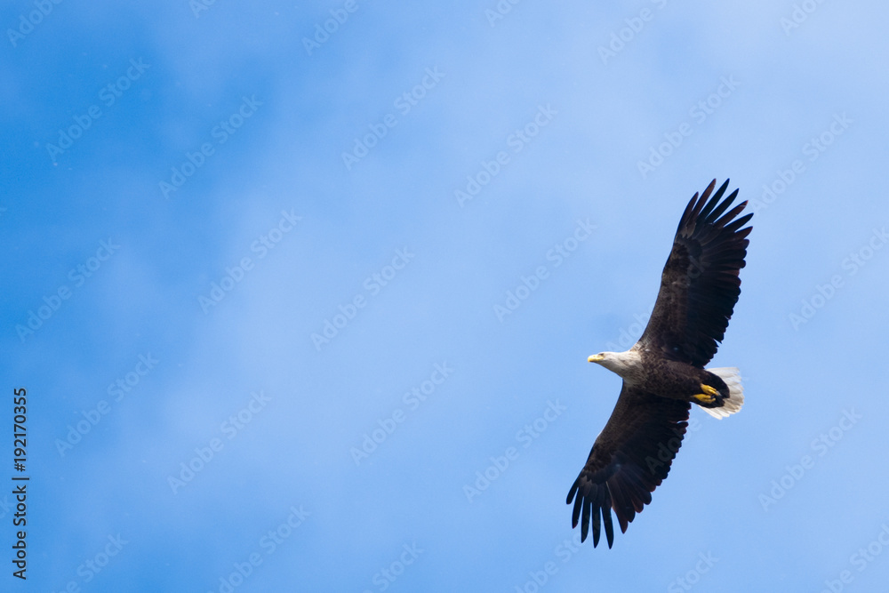 White Tailed Eagle