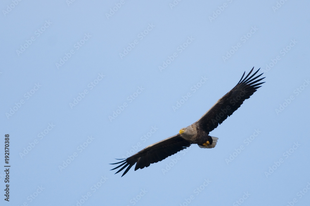 White Tailed Eagle (Haliaeetus albicilla) White Tailed Eagle (Haliaeetus albicilla)