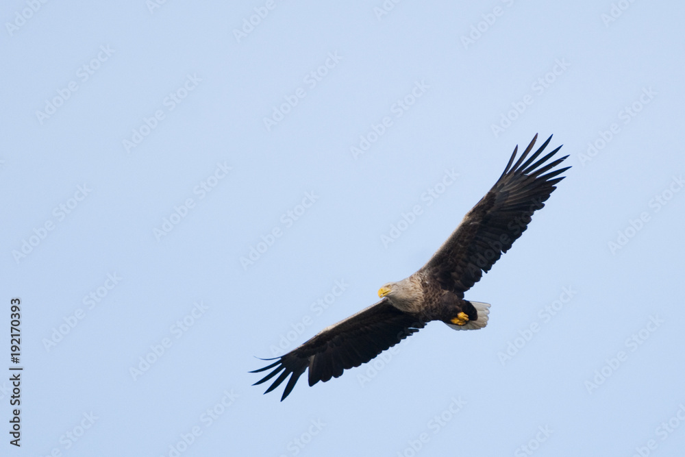 White Tailed Eagle (Haliaeetus albicilla) White Tailed Eagle (Haliaeetus albicilla)