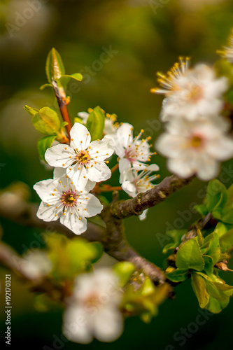 Frueh Jahr Bluete einer Mirabelle im Garten Lenz