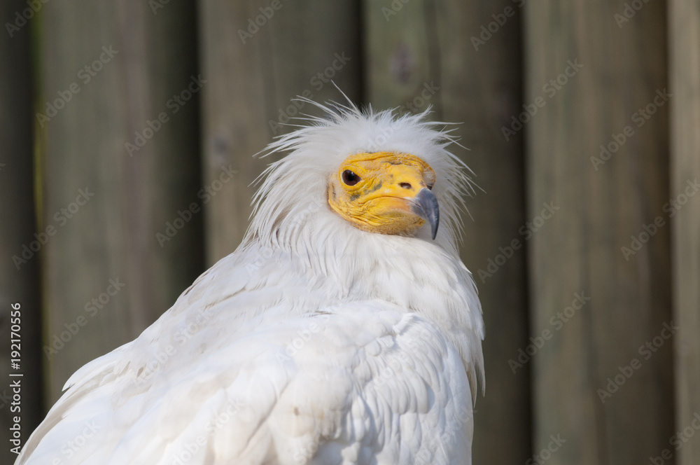 Egyptian Vulture portrait Egyptian Vulture portrait