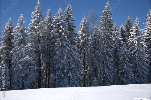 Winterlandschaft Bäume © MEISTERFOTO