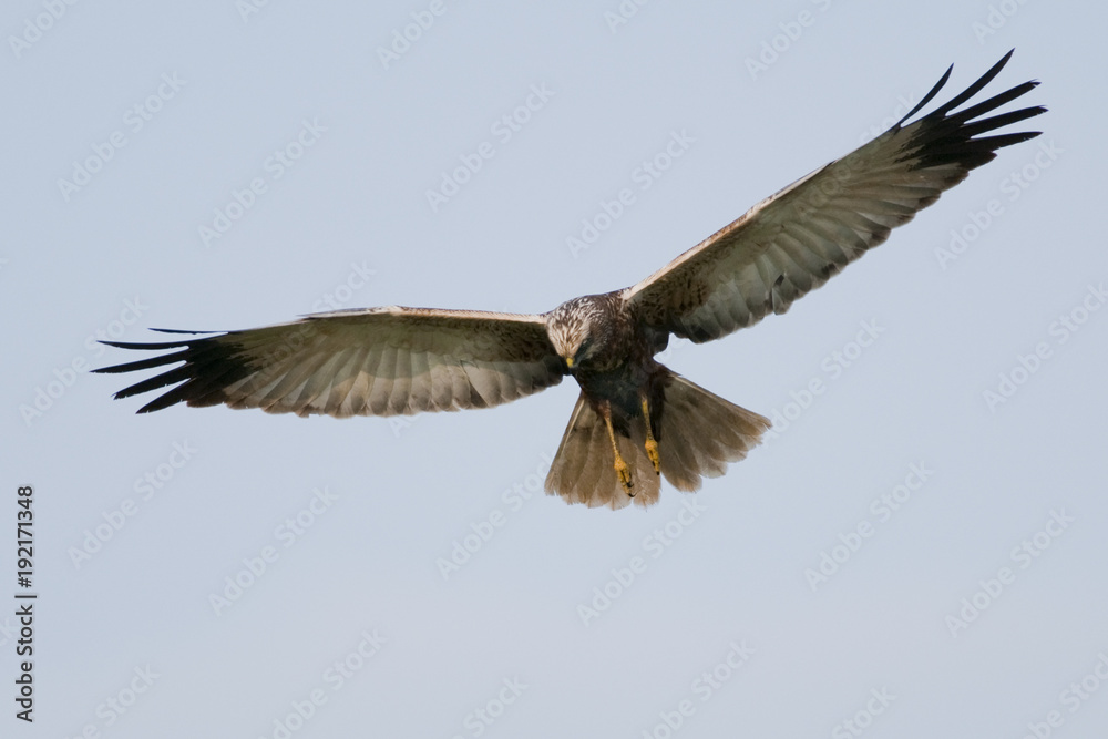 Obraz premium Marsh Harrier (Circus aeruginosus) in flight