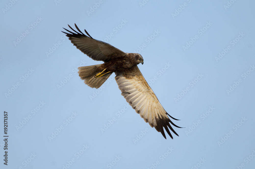 Fototapeta premium Marsh Harrier (Circus aeruginosus) in flight