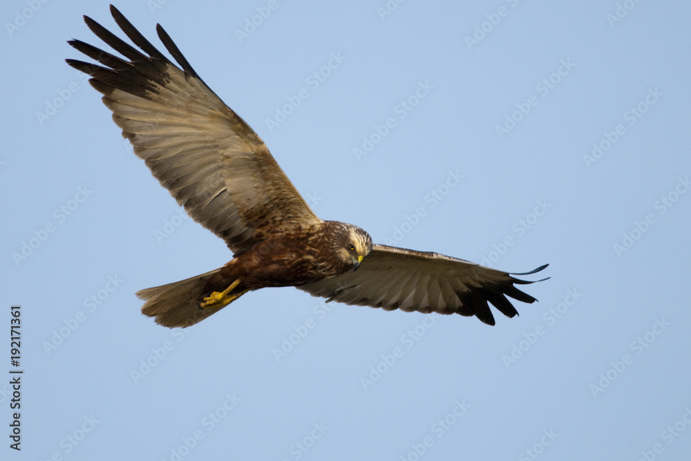 Fototapeta premium Marsh Harrier (Circus aeruginosus) in flight
