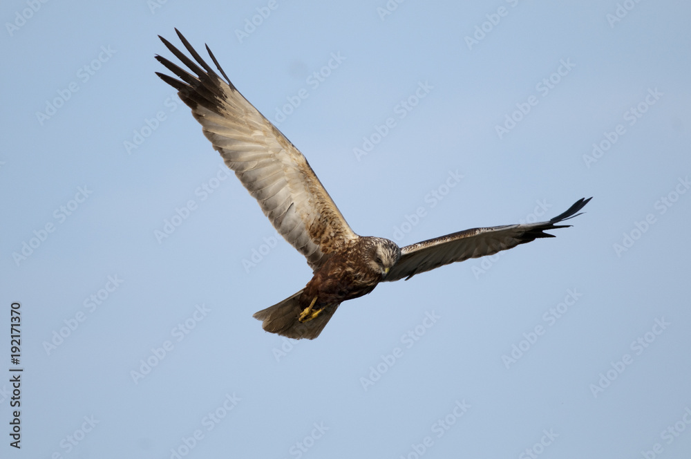 Marsh Harrier (Circus aeruginosus) in flight Marsh Harrier (Circus aeruginosus) in flight