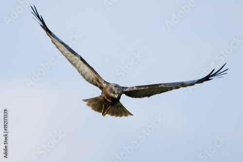Marsh Harrier  Circus aeruginosus  in flight