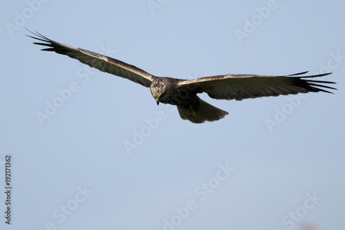 Marsh Harrier (Circus aeruginosus) in flight © Iliuta