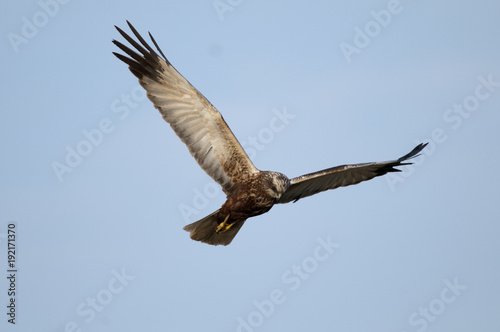 Marsh Harrier  Circus aeruginosus  in flight