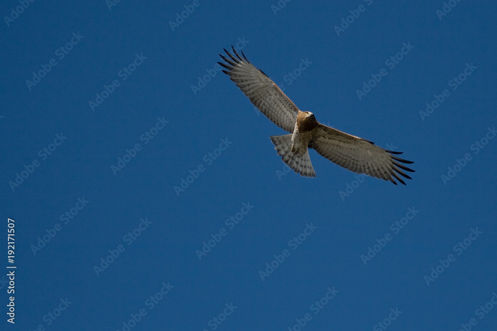 Short Toed Snake Eagle (Circaetus gallicus) Short Toed Snake Eagle (Circaetus gallicus)