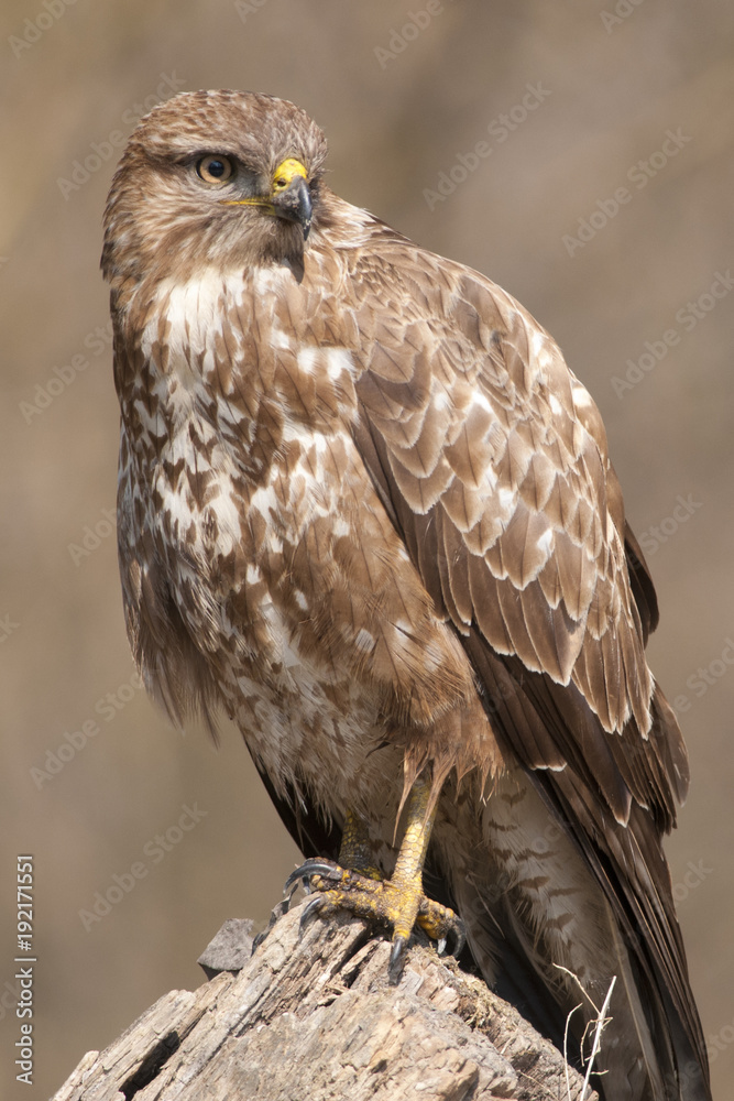 Common Buzzard Common Buzzard
