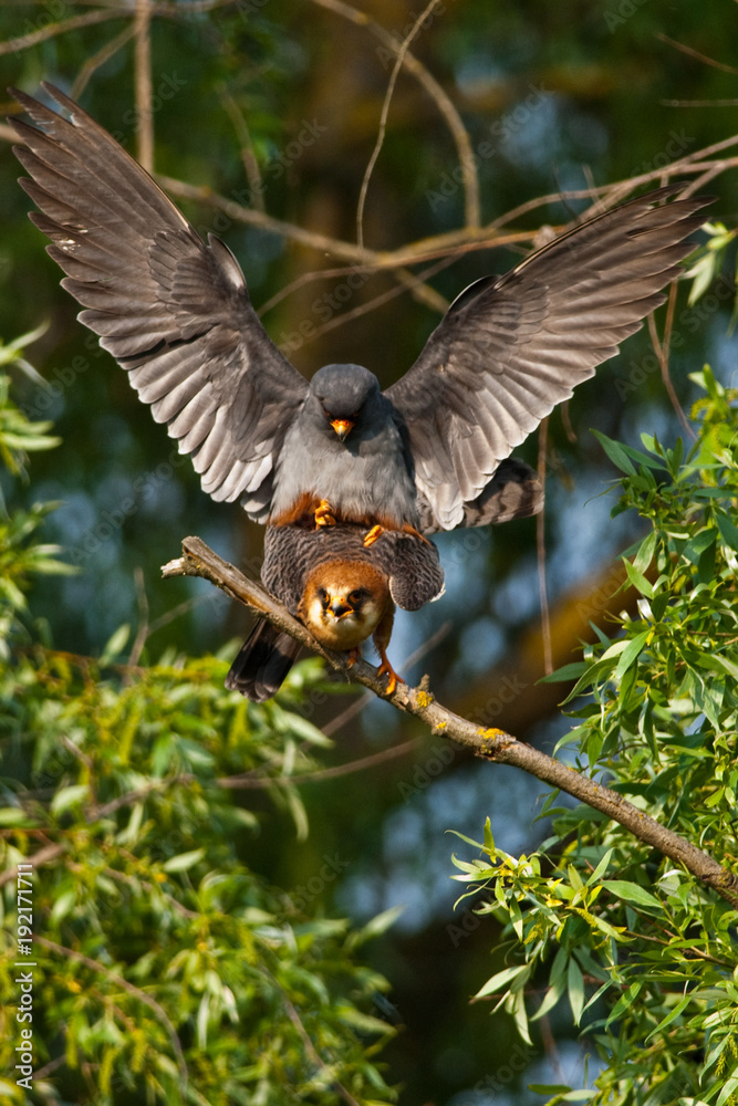 Fototapeta premium Red Footed Falcon (Falco vespertinus)