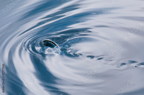 Fish swimming on the surface of a lake