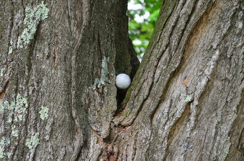 A golf ball stuck in a tree