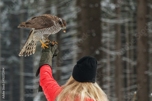Falconer woman catches the falcon for food in hand.