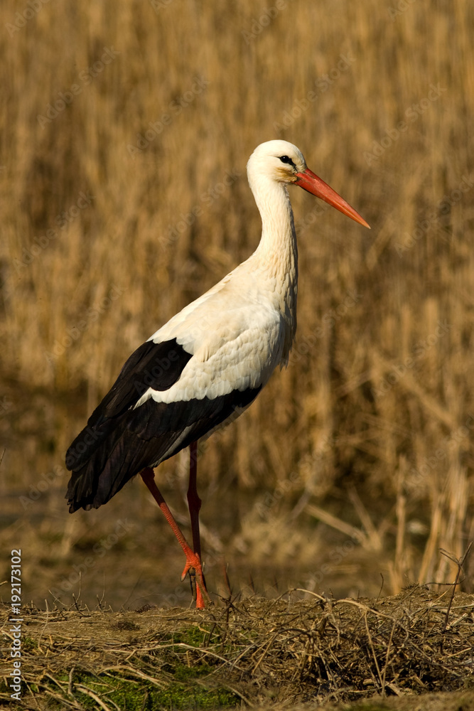 Fototapeta premium White Stork (Ciconia ciconia)