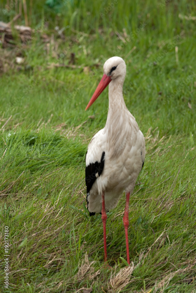 Fototapeta premium White Stork (Ciconia ciconia)