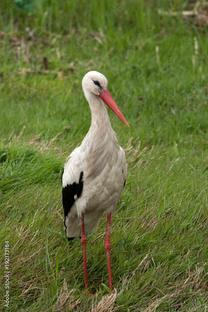 Fototapeta premium White Stork (Ciconia ciconia)