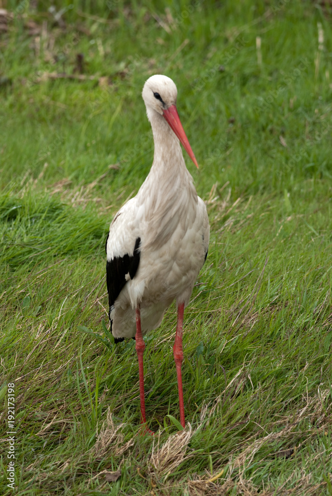 Fototapeta premium White Stork (Ciconia ciconia)