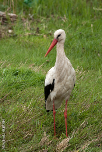 White Stork (Ciconia ciconia)