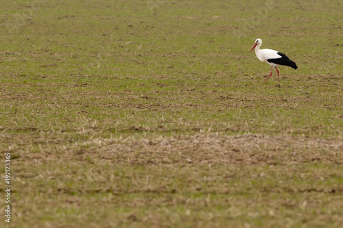 White Stork (Ciconia ciconia) © Iliuta