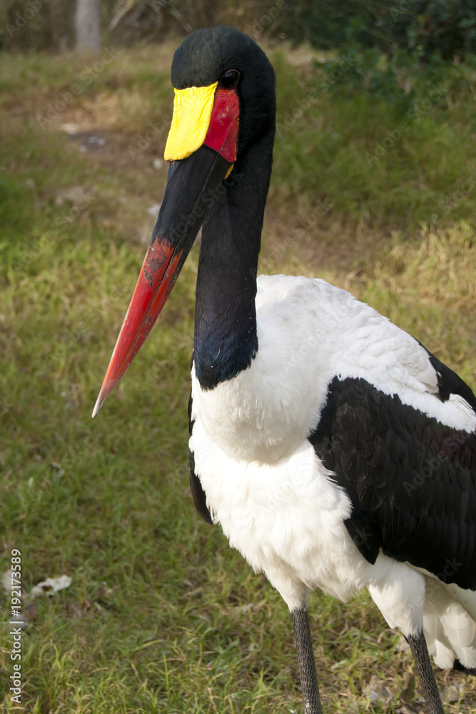 Jabiru or Saddle Billed Stork
