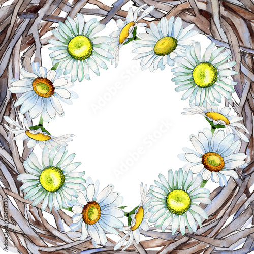 Wildflower chamomile flower frame in a watercolor style. Full name of the plant: chamomile. Aquarelle wild flower for background, texture, wrapper pattern, frame or border.