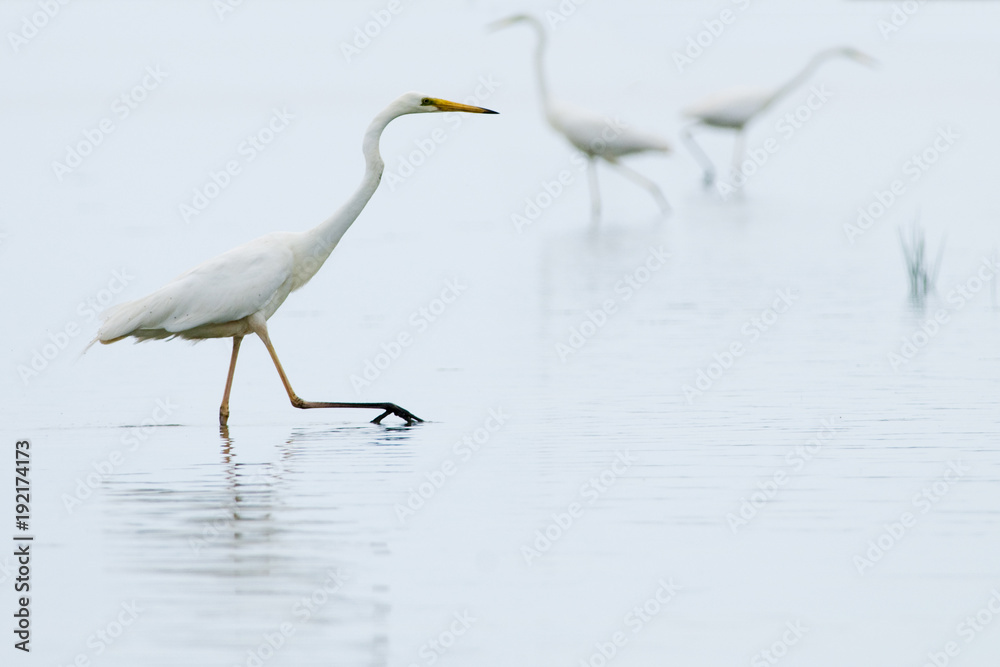 Great White Egret (Ardea alba) Great White Egret (Ardea alba)