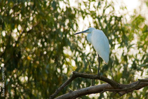 Little Egret (Egretta garzetta)