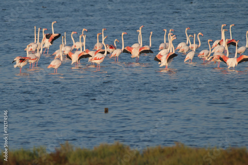 Flamingo Flock