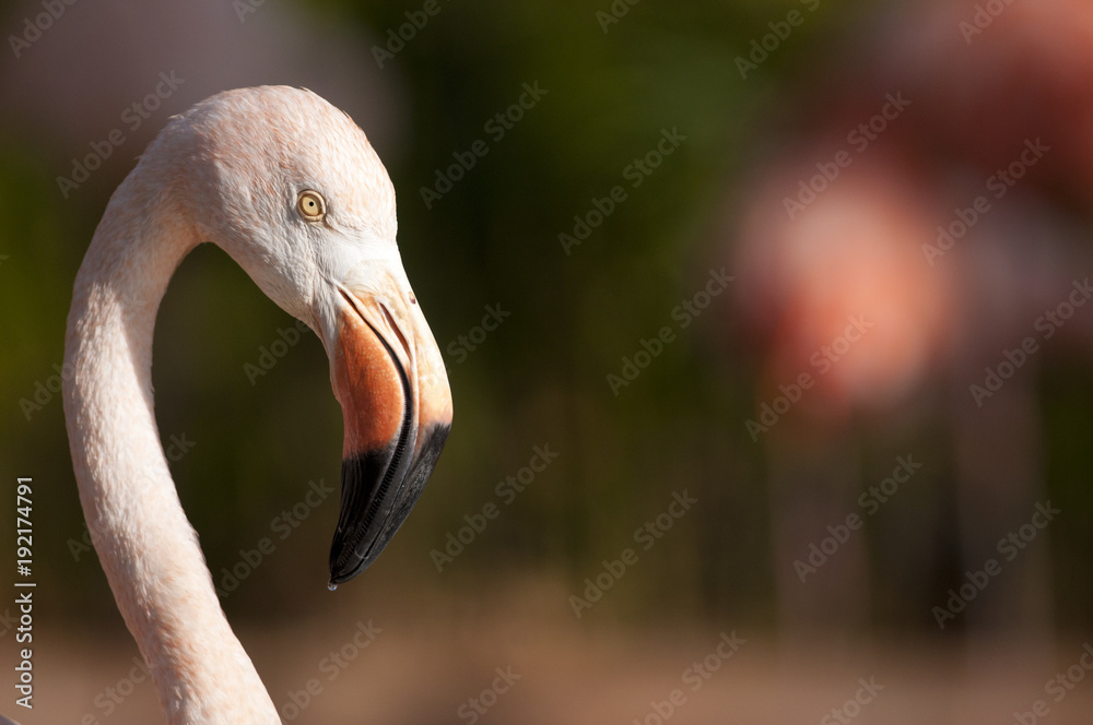 Fototapeta premium Chilean Flamingo Portrait