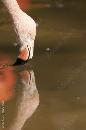 Chilean Flamongo Portrait photo