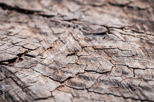Close up of a tree trunk