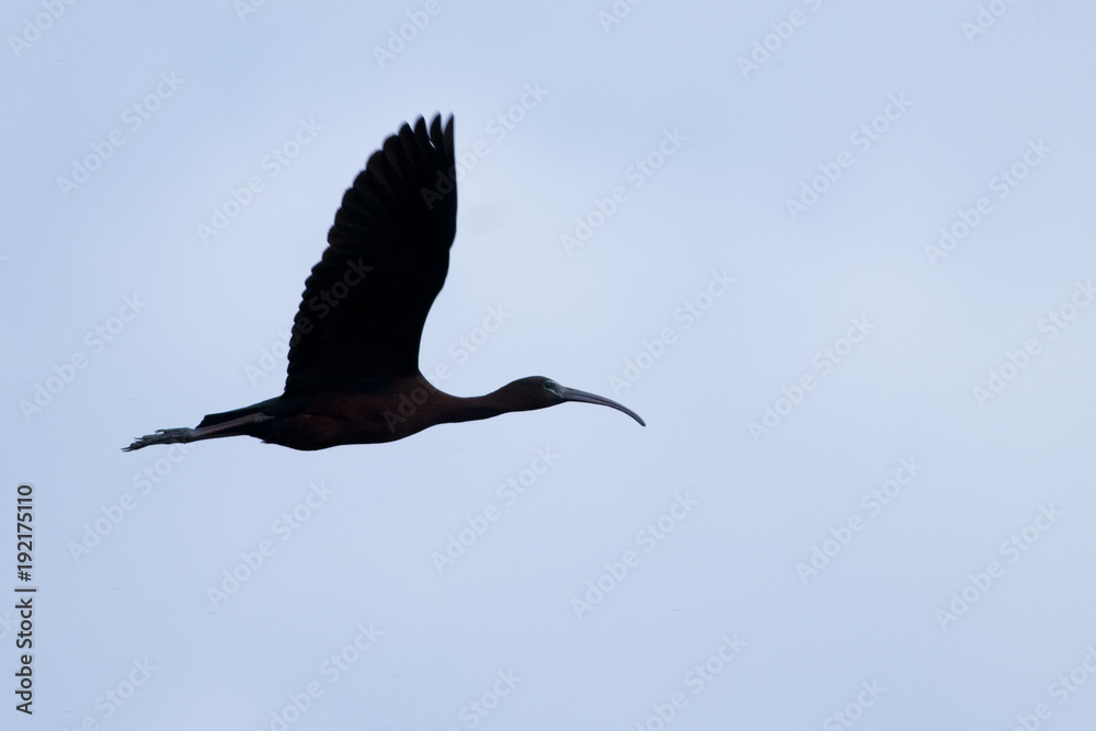 Obraz premium Glossy Ibis in flight