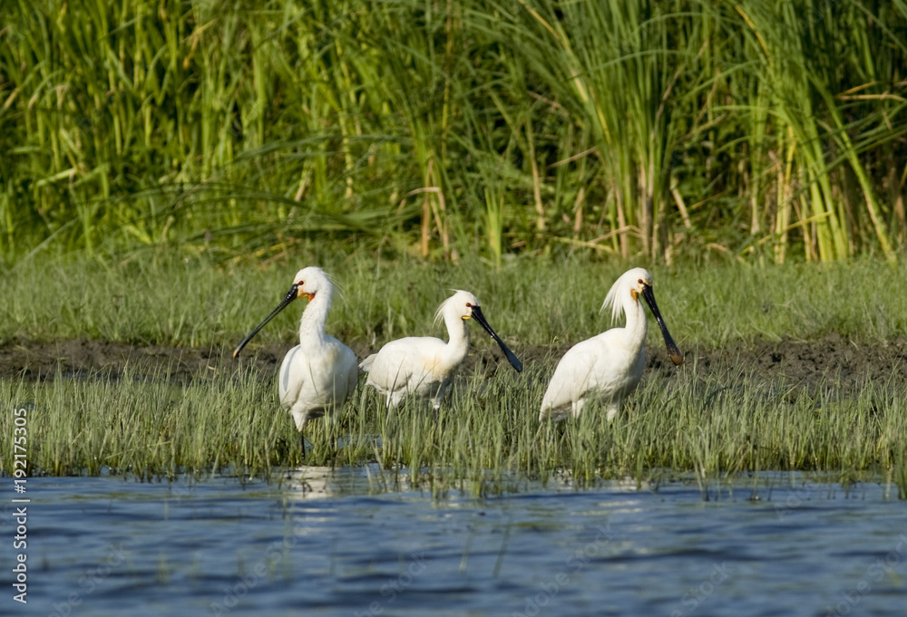 Fototapeta premium Eurasian Spoonbill (Platalea leucorodia)