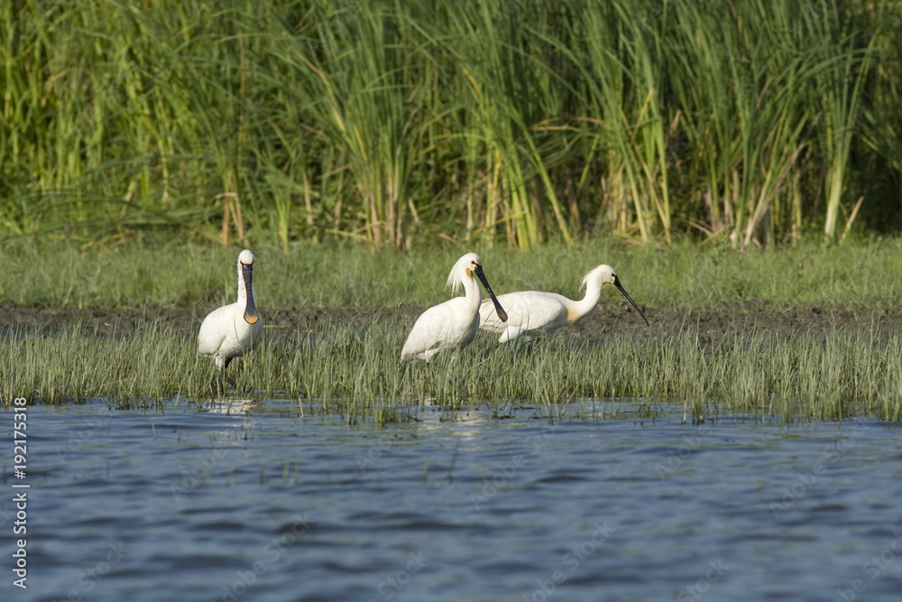 Eurasian Spoonbill (Platalea leucorodia) Eurasian Spoonbill (Platalea leucorodia)