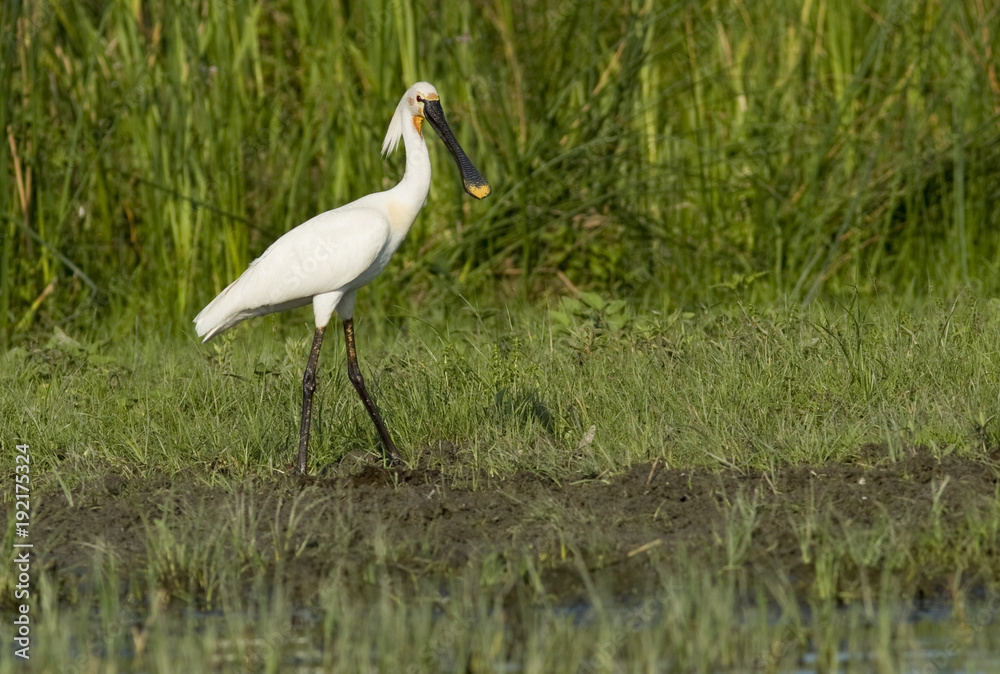 Obraz premium Eurasian Spoonbill (Platalea leucorodia)