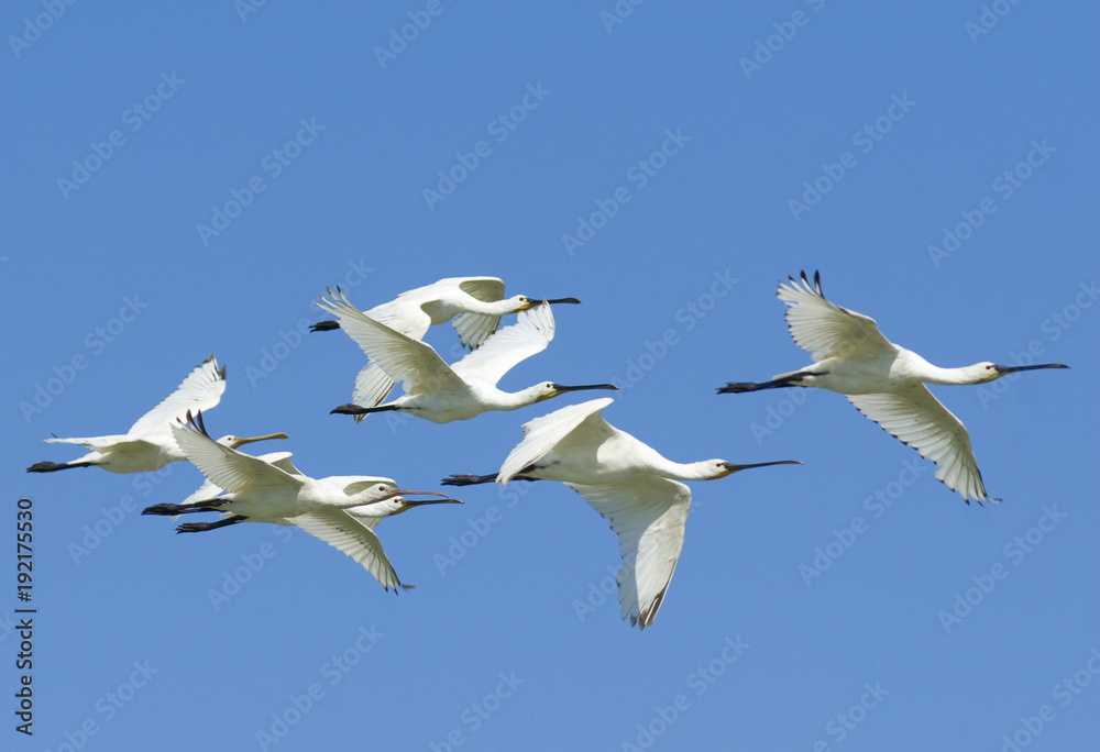 Fototapeta premium Eurasian Spoonbill (Platalea leucorodia)