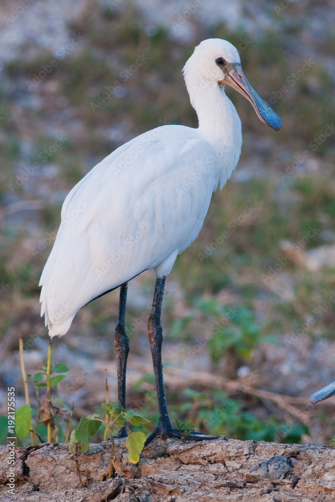 Eurasian Spoonbill (Platalea leucorodia)