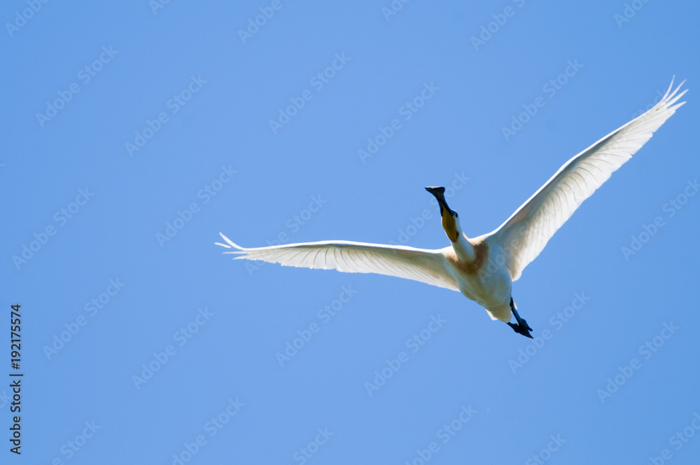 Obraz premium Eurasian Spoonbill (Platalea leucorodia)
