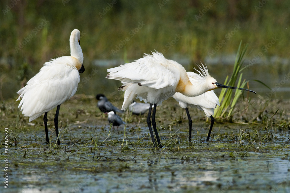 Obraz premium Eurasian Spoonbill (Platalea leucorodia)