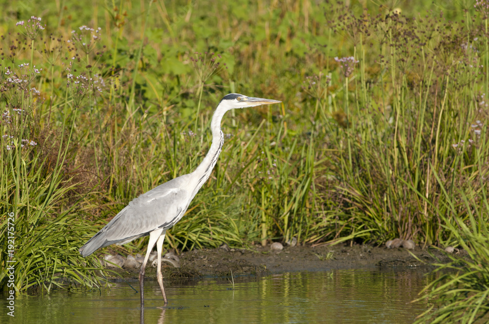 Grey Heron Grey Heron