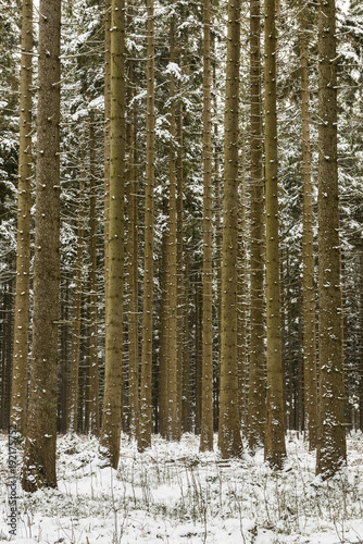 Pine Forest Harz Germany